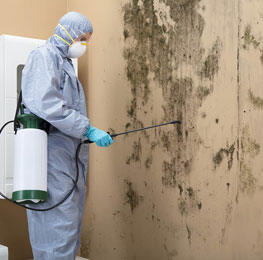 black mold remediation in Ellenwood, GA